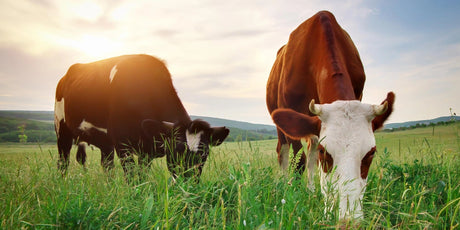 Grass-fed Whey protein to the win!